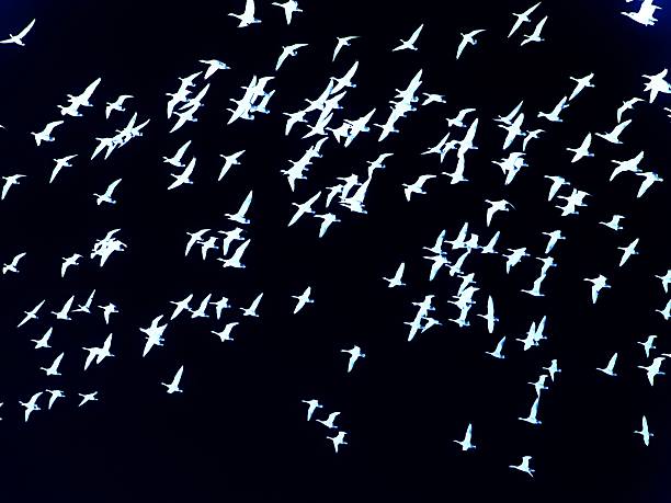istock flock of canadian geese migrating 474948794