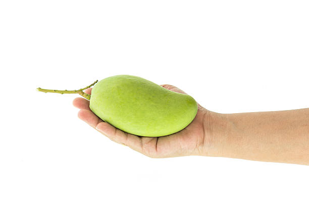 istock Close up hand holding green mango isolated on white 474949008