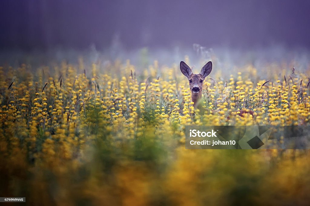 Roe-deer in the morning mist Roe-deer in the morning mist, in the flowers. Deer Stock Photo