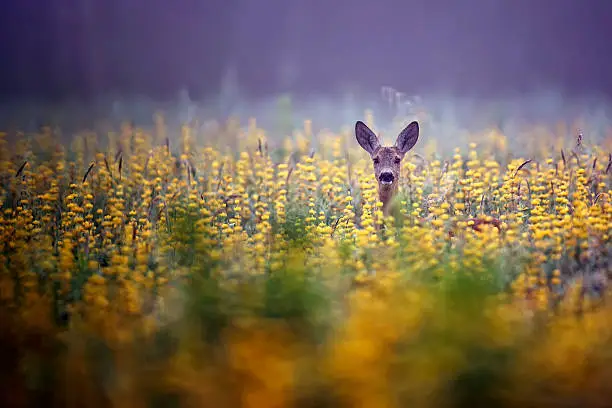 Roe-deer in the morning mist, in the flowers.
