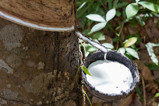 Latex collecting in a natural rubber tree plantation in Koh Lanta, Thailand