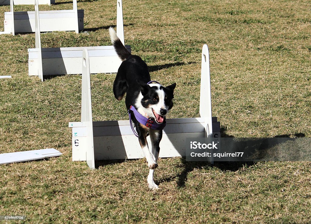 Black white pet dog jumping agility course race Black and white dog racing through an agility course jumping over obstacle Dog Stock Photo