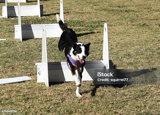 Black White Pet Dog Jumping Agility Course Race Stock Photo - Download Image Now - Dog, 2015, Agility