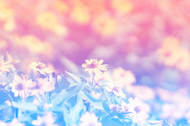 istock flower in the garden vintage style 474950734