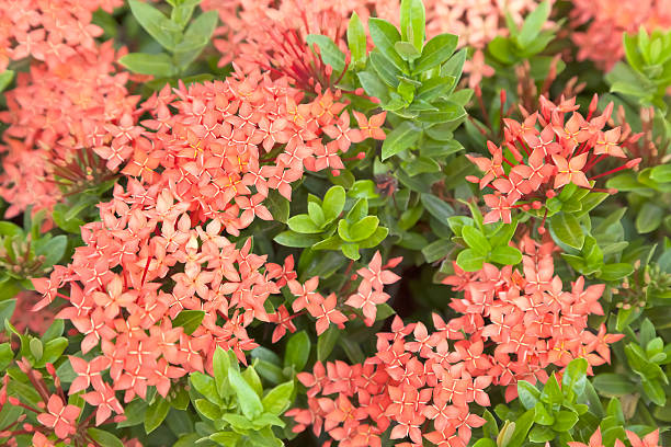 istock Red flower spike fence 474951184