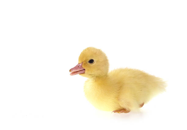 Close up small duckling isolated on  white background