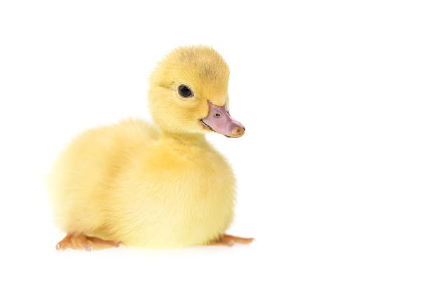 istock Close up small duckling isolated on  white 474951518