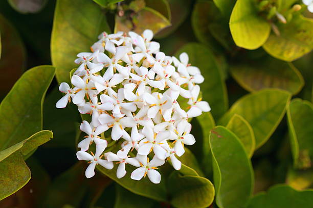 istock The bunch of white Ixora 474951538