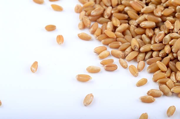 Heap of Wheat grains