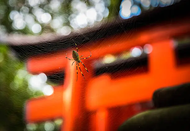 taken at Fushimi Inari temple, Kyoto