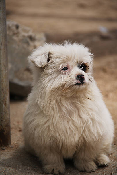 istock Dog looking into the distance 474952426