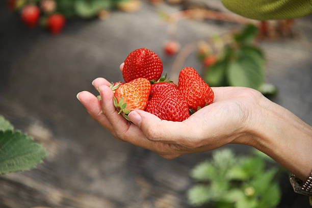 istock Handful of strawberries 474952432