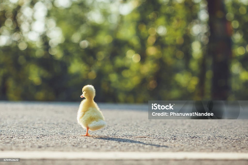 Close up small duckling on the asphalt road Close up small duckling on the asphalt road in Thailand 2015 Stock Photo