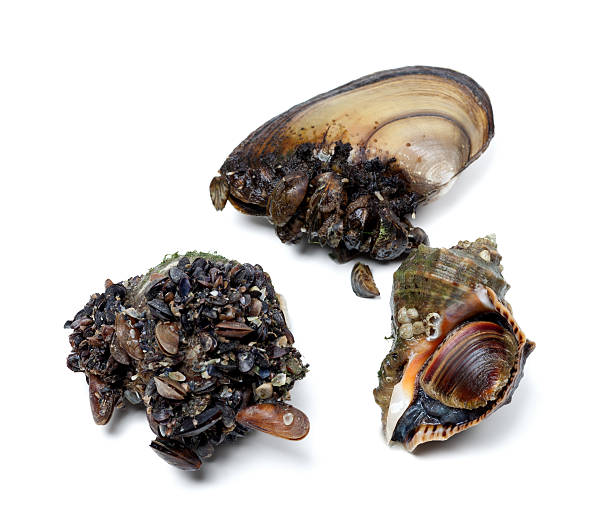 istock Veined rapa whelk and river mussels (anodonta) 474953048