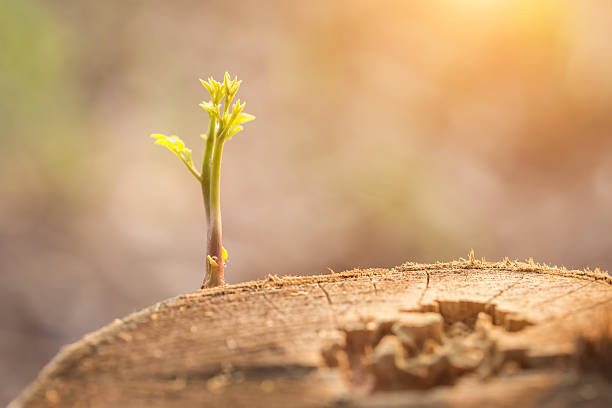 istock Close up young plant growing on tree stump 474953160