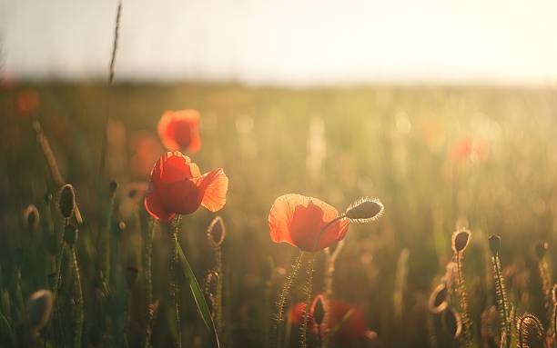 istock Poppy field at sunset time 474953408