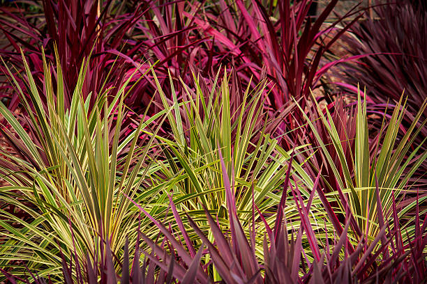 Red green cordyline grass plants background Red and green varieties of cordyline plants ideal as background ti plant stock pictures, royalty-free photos & images