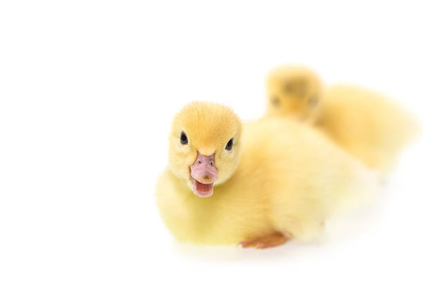 istock Close up small duckling isolated on  white 474954128