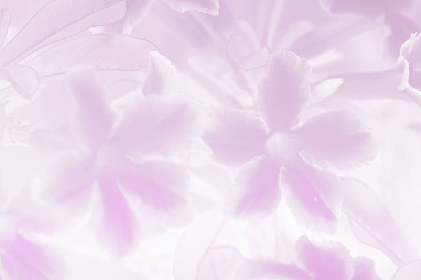 istock flower in soft and blur style for background 474954142