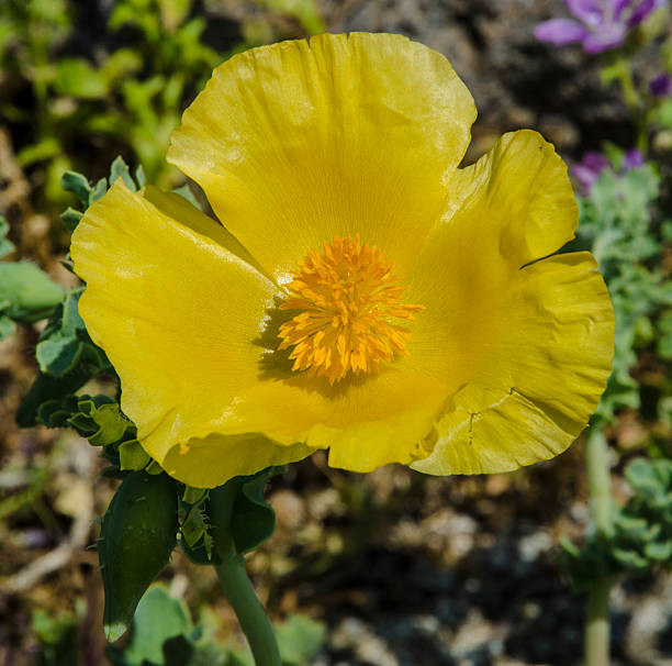istock Yellow horned poppy in bloom 474956556