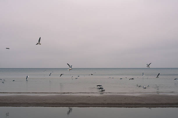 Baltic sea beach in winter with seagulls