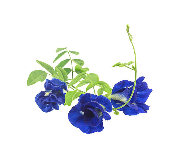 istock Beautiful butterfly pea flower 474957174