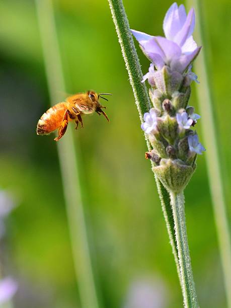 ape domestica con tappo lavanda - insect animal eye flower flower head foto e immagini stock