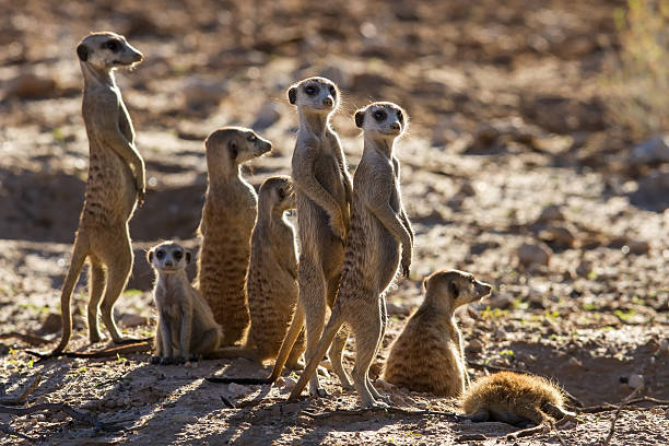 Suricate família pé no início da manhã sol olhar - fotografia de stock