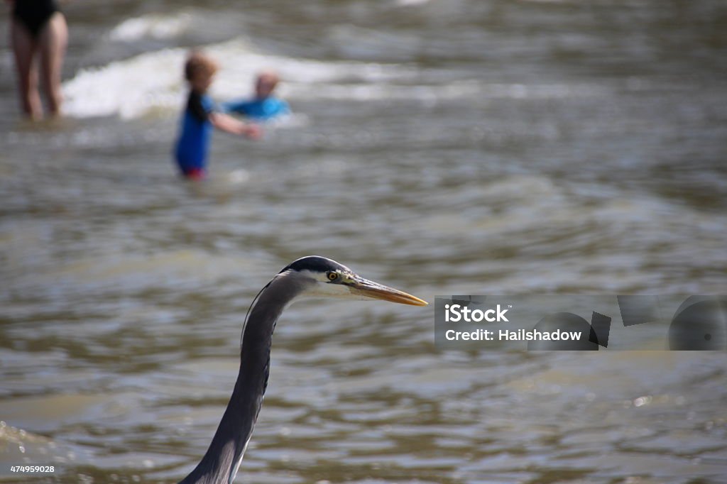 Heron on the beach Great blue heron standing by the water. 2015 Stock Photo