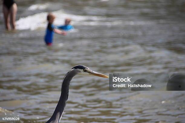 Heron On The Beach Stock Photo - Download Image Now - 2015, Animal, Animal Body Part