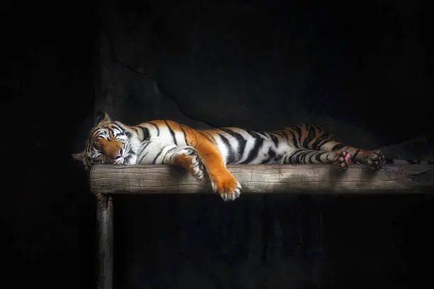 Photo of Tiger sleep