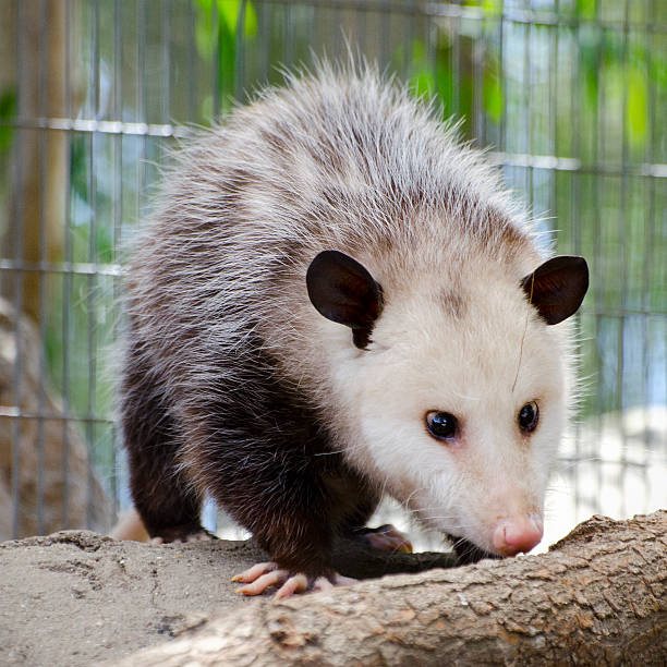 istock Virginia opossum  Didelphis virginiana 474961077