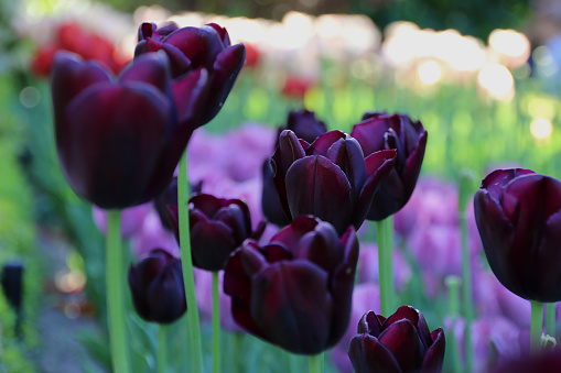 Beautiful purple tulip background. Spain Madrid