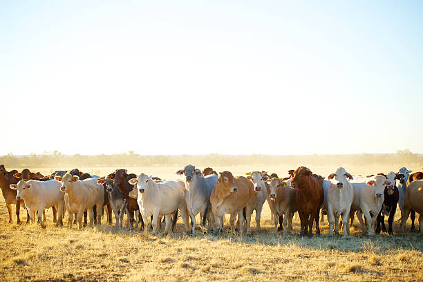 Constance Cattle