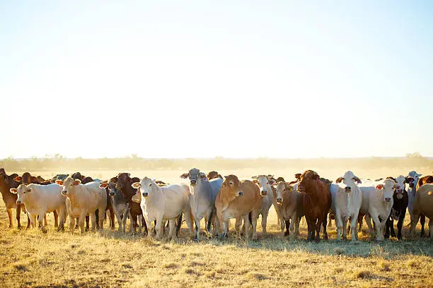 Cattle on a cattle station in the outback of Queensland, Australia.  Brahman cattle, among others.  Enjoying the afternoon light.