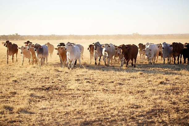 Cattle on a cattle station stock photo
