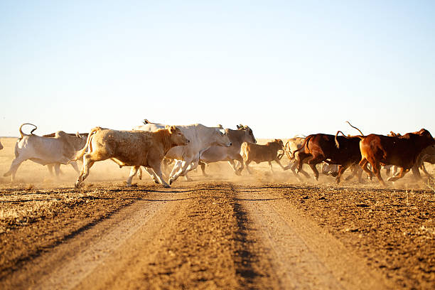 Cattle on a cattle station Cattle on a cattle station in the outback of Queensland, Australia.  Brahman cattle, among others.  Enjoying the afternoon light.  Cattle on a cattle station in the outback of Queensland, Australia.  Brahman cattle, among others.  Enjoying the afternoon light. stampeding photos stock pictures, royalty-free photos & images