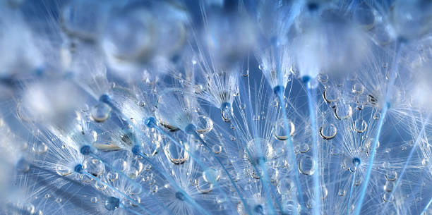 istock Dandelion and dew drops - Abstract Macro like alien landscape 474964962