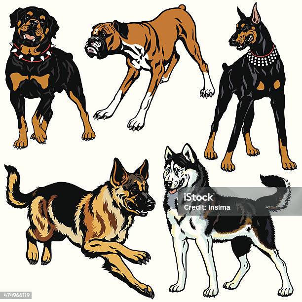 Vetores de Conjunto Com As Raças De Cão e mais imagens de Rottweiler - Rottweiler, Doberman Pinscher, Vector