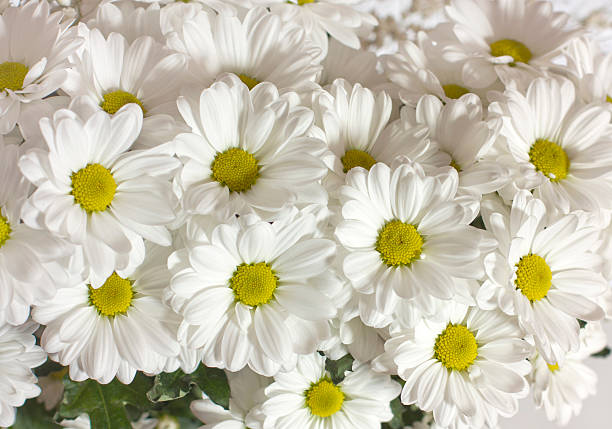 istock Photo background of white daisies 474966670