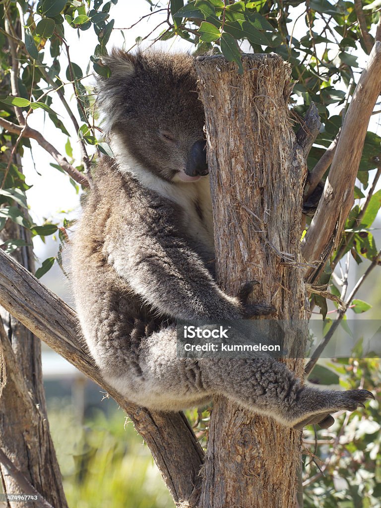 sleepy pouco Coala - Royalty-free Animal Foto de stock