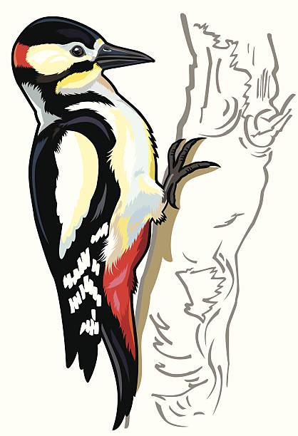 great spotted woodpecker great spotted woodpecker,side view image isolated on white background dendrocopos major stock illustrations