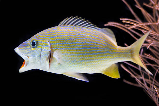 Grunt Fish Bluestripped grunt with its mouth open grunt fish stock pictures, royalty-free photos & images