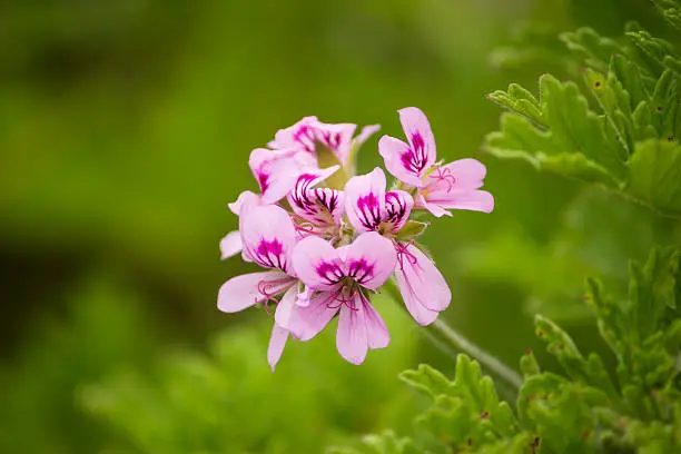 Photo of Pink geranium