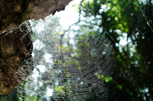 spider web with bokeh background, nature series