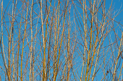 Dense branches against blue sky