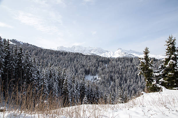 istock Winter landscape with mountains and forest 474973558