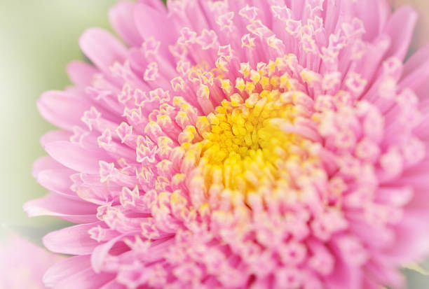 istock Closeup pink flower in garden for background 474973914