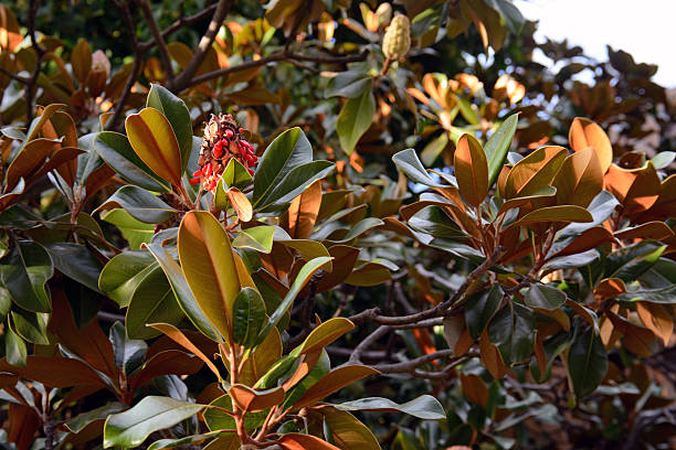 istock Branches of magnolia on the tree with fruit 474974382