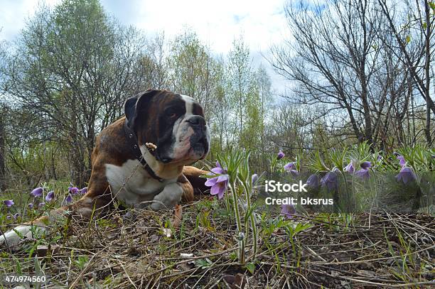 Dog Paradise Stock Photo - Download Image Now - 2015, Animal, Boxer - Dog